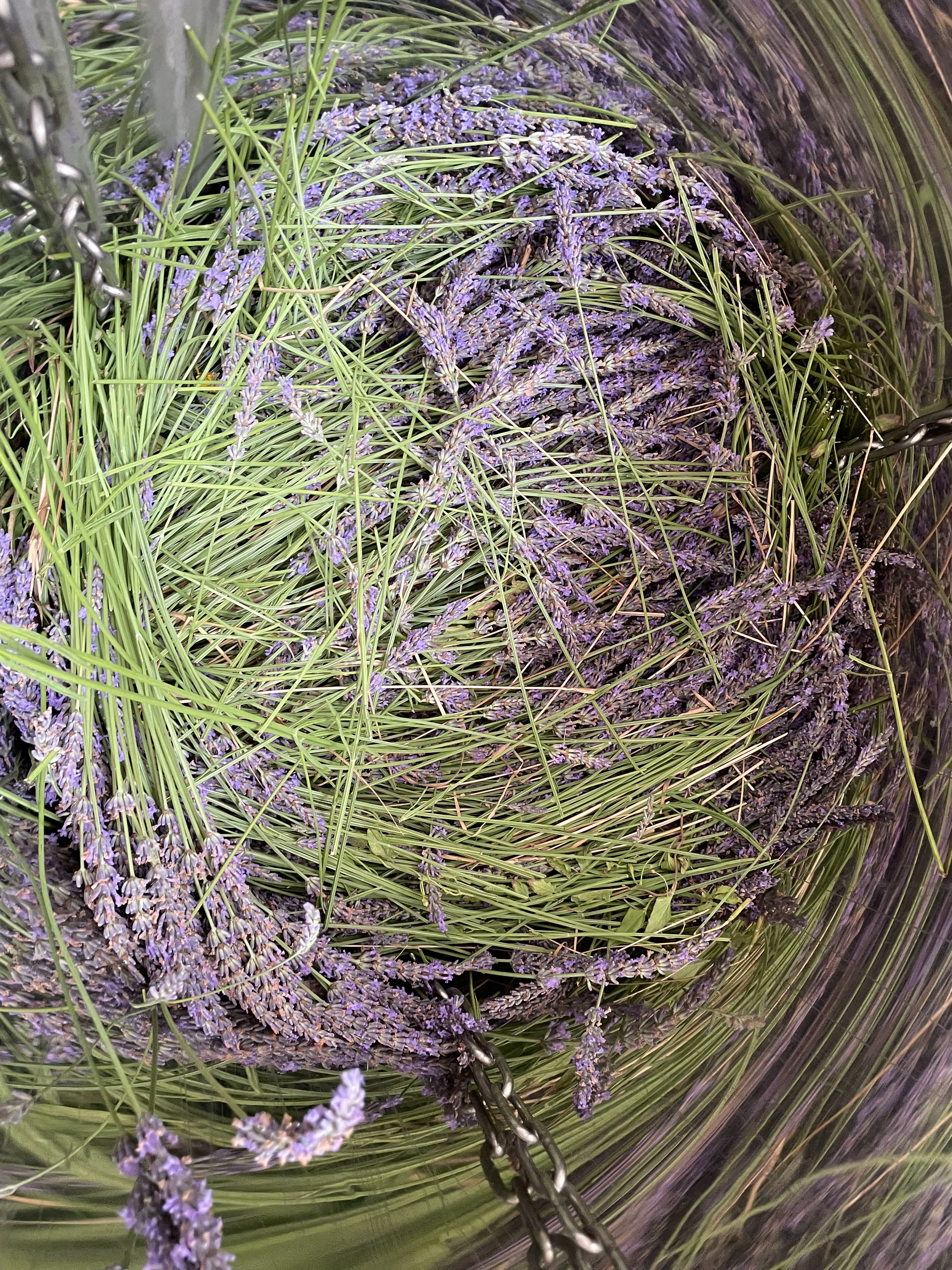 Villaroma Impression — Natur & Pflanzen