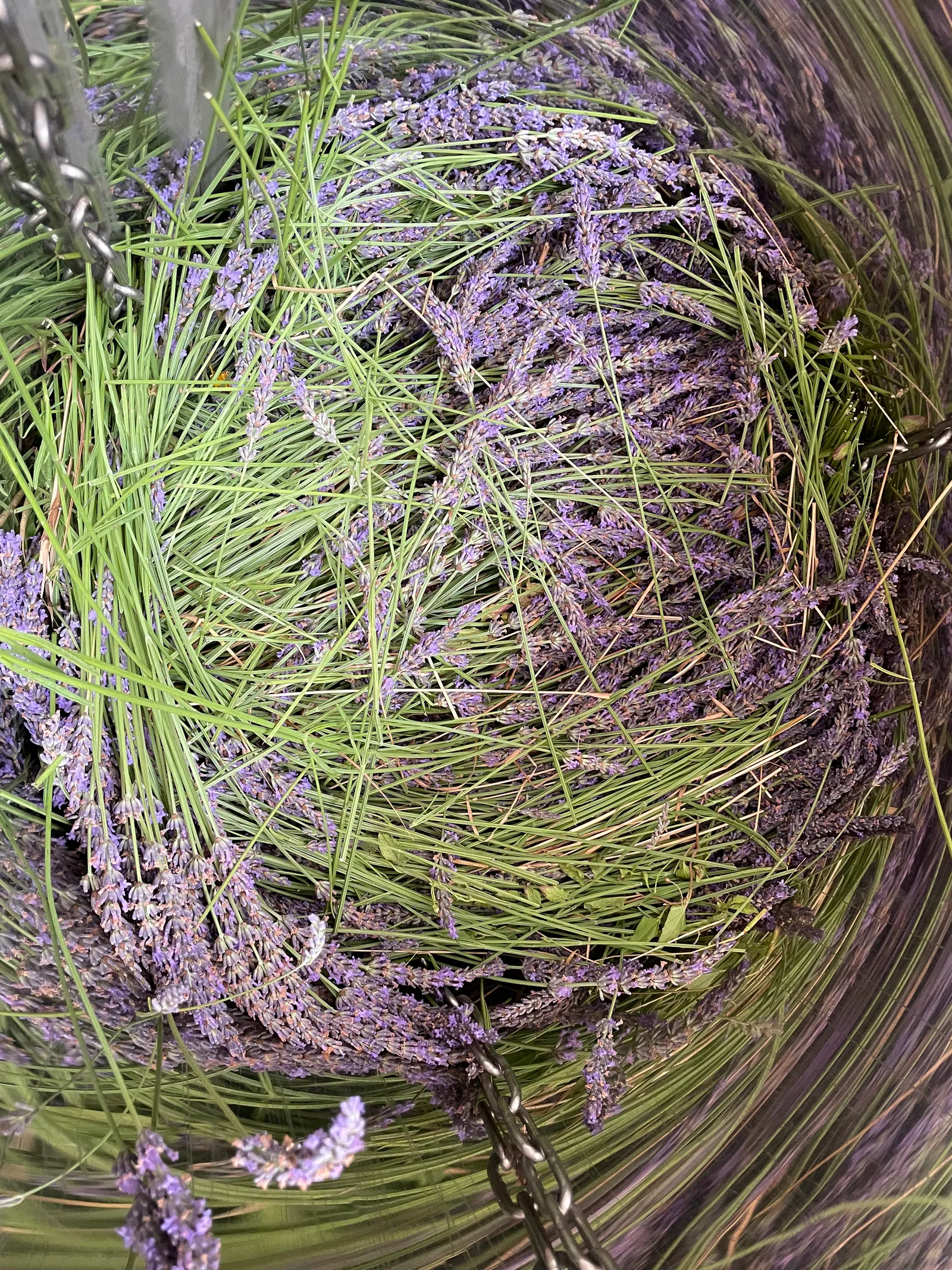 Villaroma Impression — Waldbaden